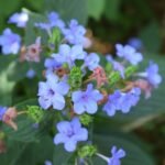 Buy Eranthemum pulchellum - Live Plant Online Shopping for Sale