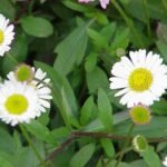 Buy Erigeron belliloides, Erigeron karvinskianus, Daisy Fleabane, 
Himalayan Daisy Fleabane, Hairy Fleabane, Erigeron, thaer chedi, 
pottu poovu - Live plant online shopping for sale