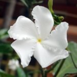 Buy Ervatamia coronaria - Live Plant Online Shopping for Sale