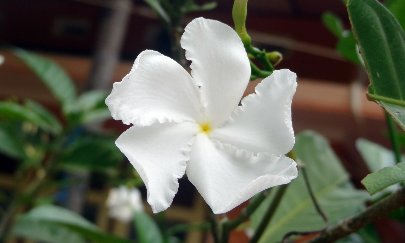 Ervatamia_divaricata.jpg Buy Ervatamia divaricata - Live Plant Online Shopping for Sale - Image 1
