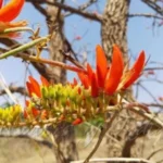 erythrina suberosa