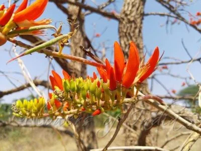 erythrina suberosa