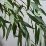 Buy Eucalyptus alba - Live Plant Online Shopping for Sale
