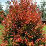 Buy Eugenia oleina - Live Plant Online Shopping for Sale