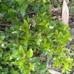 Buy Eugenia bracteata - Live Plant Online Shopping for Sale