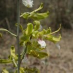 Buy Eulophia epidendraea - Live Plant Online Shopping for Sale