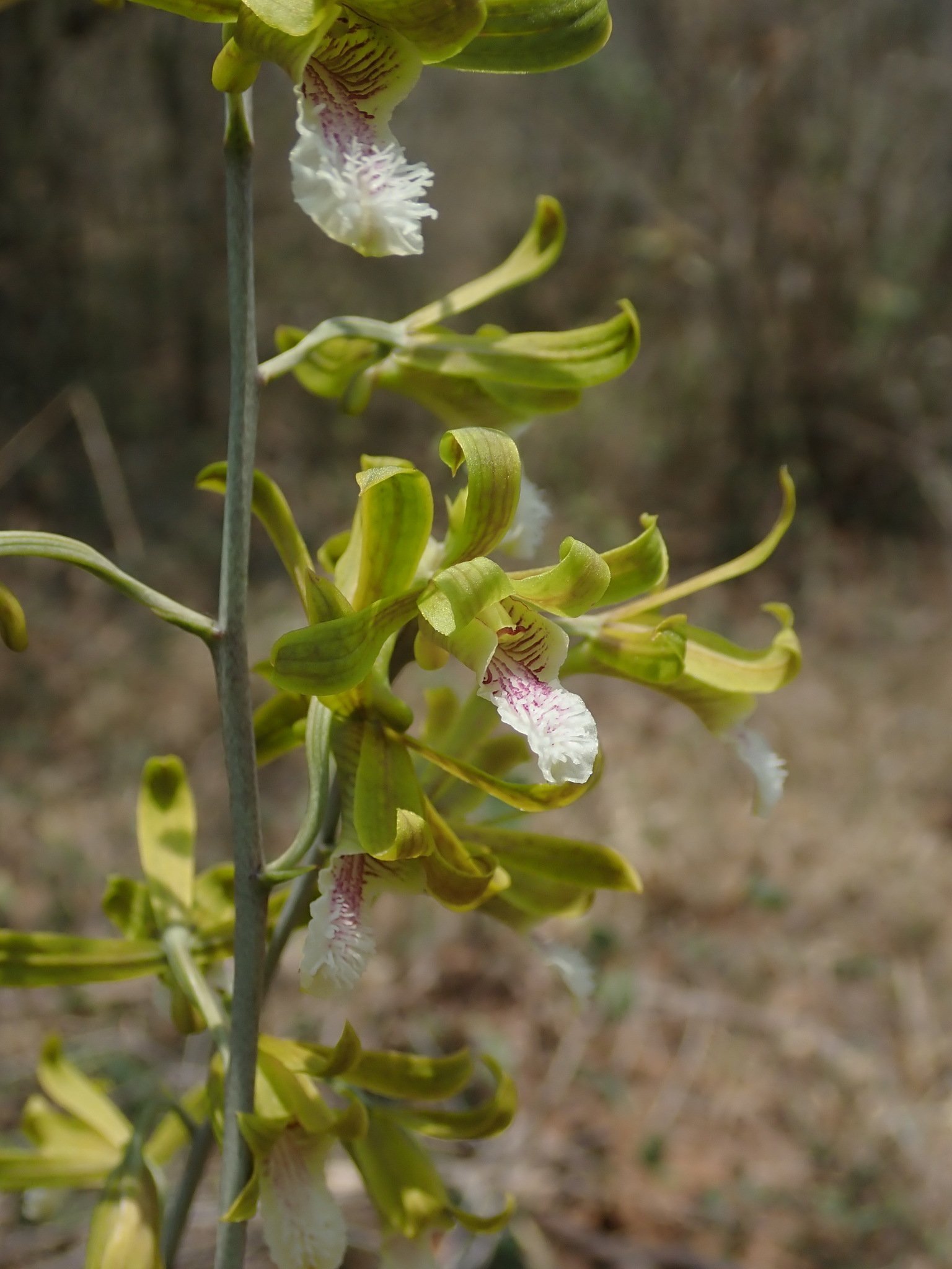 Eulophia_epidendraea.jpg Buy Eulophia epidendraea - Live Plant Online Shopping for Sale - Image 1
