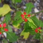 Buy Euphorbia cyathophora - Live Plant Online Shopping for Sale