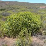 Buy Euphorbia mauritanica - Live Plant Online Shopping for Sale