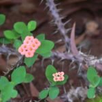 Buy Euphorbia milii var - Live Plant Online Shopping for Sale