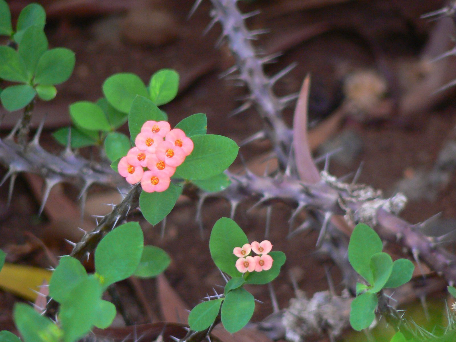 Euphorbia_milii_var_.jpg Buy Euphorbia milii var - Live Plant Online Shopping for Sale - Image 1