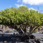 Buy Euphorbia nerifolia - Live Plant Online Shopping for Sale
