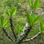 Buy Euphorbia nivulia - Live Plant Online Shopping for Sale
