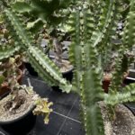 Buy Euphorbia tortilis - Live Plant Online Shopping for Sale