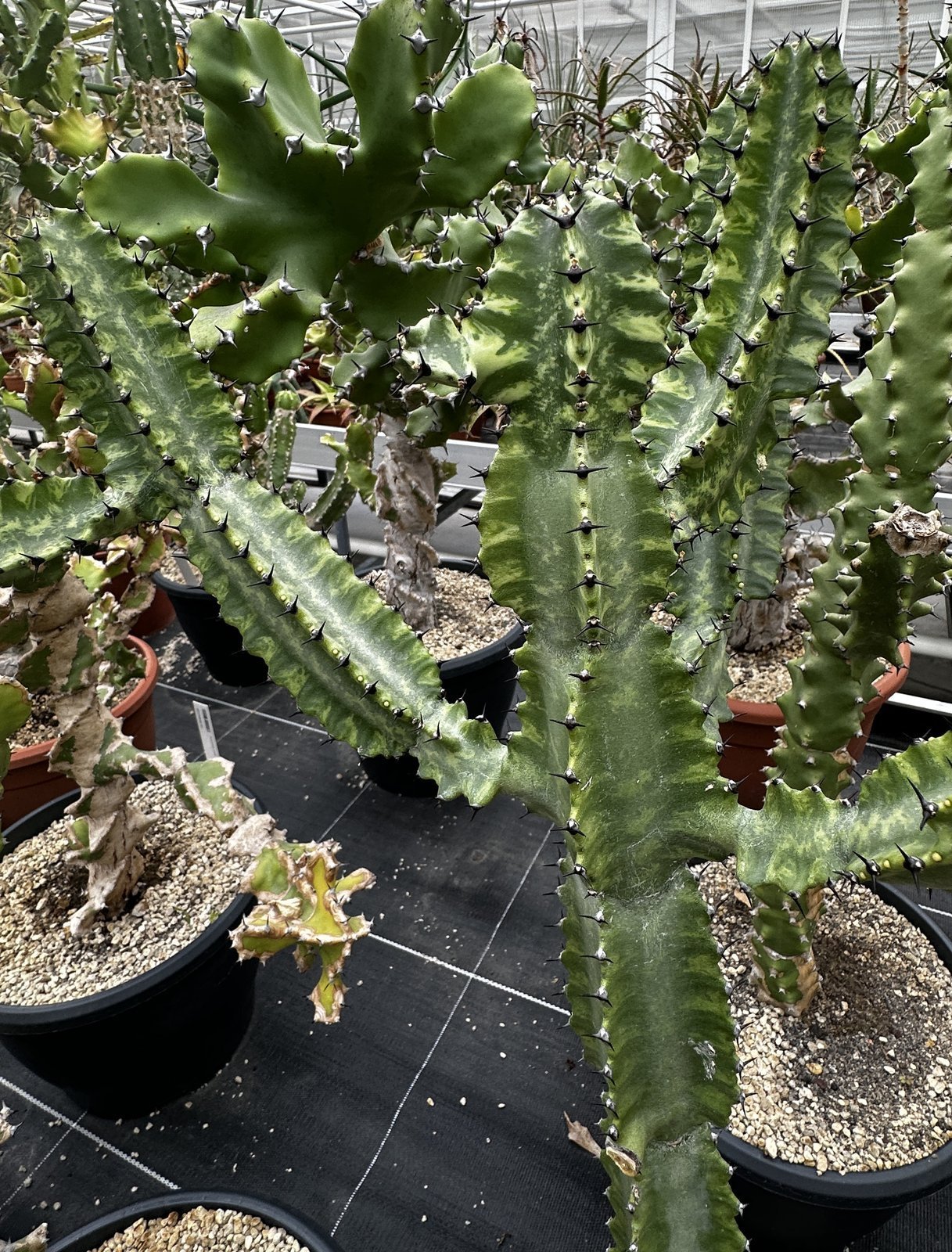 Euphorbia_tortilis.jpg Buy Euphorbia tortilis - Live Plant Online Shopping for Sale - Image 1