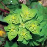 Buy Euphorbiaceae - Live Plant Online Shopping for Sale