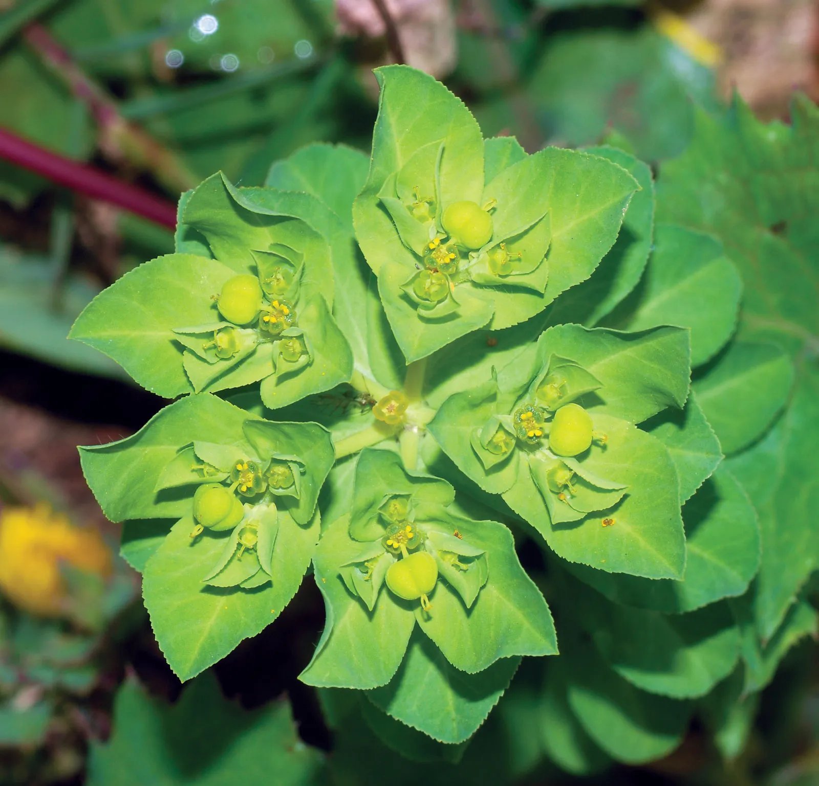Euphorbiaceae.jpg Buy Euphorbiaceae - Live Plant Online Shopping for Sale - Image 1
