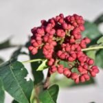 Buy Evodia sp - Live Plant Online Shopping for Sale