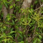 Buy Blinding Tree, Excoecaria agallocha, Thillai Maram Amballathi 
Harro Gida Koomatti Tella Gangiva TejbalaAgaru, 
தில்லை மரம்,  तेजबाला 
आगरु - Live plant online shopping for sale