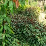 Buy Exocaeria cochinchinensis - Big - Live Plant Online Shopping 
for Sale