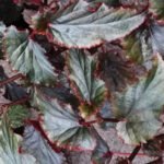 Buy Mayil sangunarayana sanjivi, மயில் 
சங்குநாராயண சஞ்சீவி - Live 
plant online shopping for sale