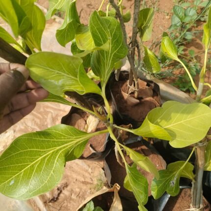 Ficus krishnae