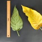 Buy Ficus albipila - Live Plant Online Shopping for Sale