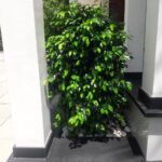 Buy Ficus benjamina - Live Plant Online Shopping for Sale