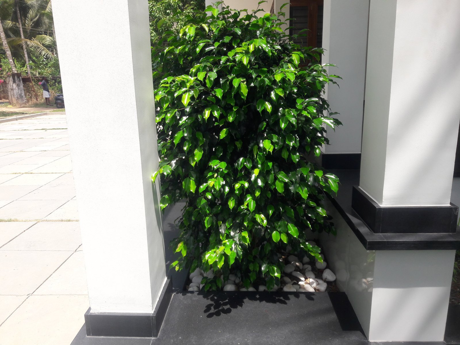Ficus_benjamina-1.jpg Buy Ficus benjamina - Live Plant Online Shopping for Sale - Image 1