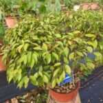 Buy Ficus nuda - Live Plant Online Shopping for Sale