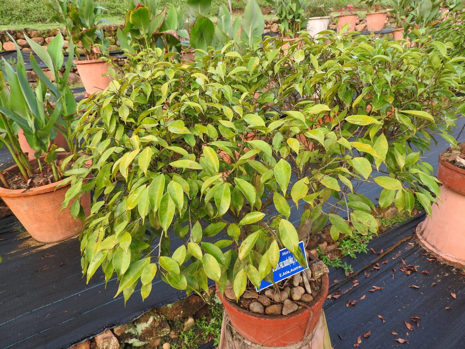 Ficus_benjamina_var._nuda-1-JNTBGRI-kerala-India-scaled-1.jpg Buy Ficus nuda - Live Plant Online Shopping for Sale - Image 1