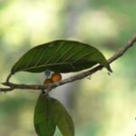 Buy Ficus drupacea var pubescens - Live Plant Online Shopping for 
Sale
