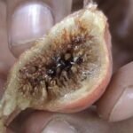 Buy Ficus glomerata - Live Plant Online Shopping for Sale