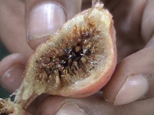 Ficus_glomerata-1.jpg Buy Ficus glomerata - Live Plant Online Shopping for Sale - Image 1