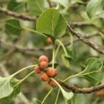 Buy Ficus krishnae - Live Plant Online Shopping for Sale