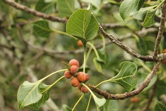 Ficus_krishnae.jpg Buy Ficus krishnae - Live Plant Online Shopping for Sale - Image 1