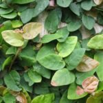 Buy Ficus pumila - Live Plant Online Shopping for Sale