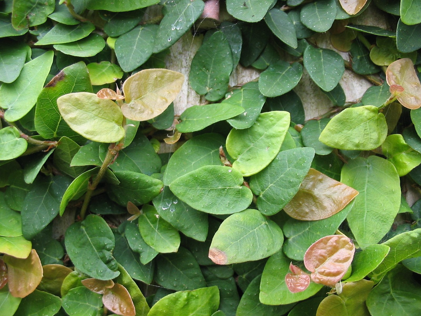 Ficus_pumila_28Leafs29.jpg Buy Ficus pumila - Live Plant Online Shopping for Sale - Image 1