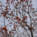 Buy Firmiana colorata - Live Plant Online Shopping for Sale