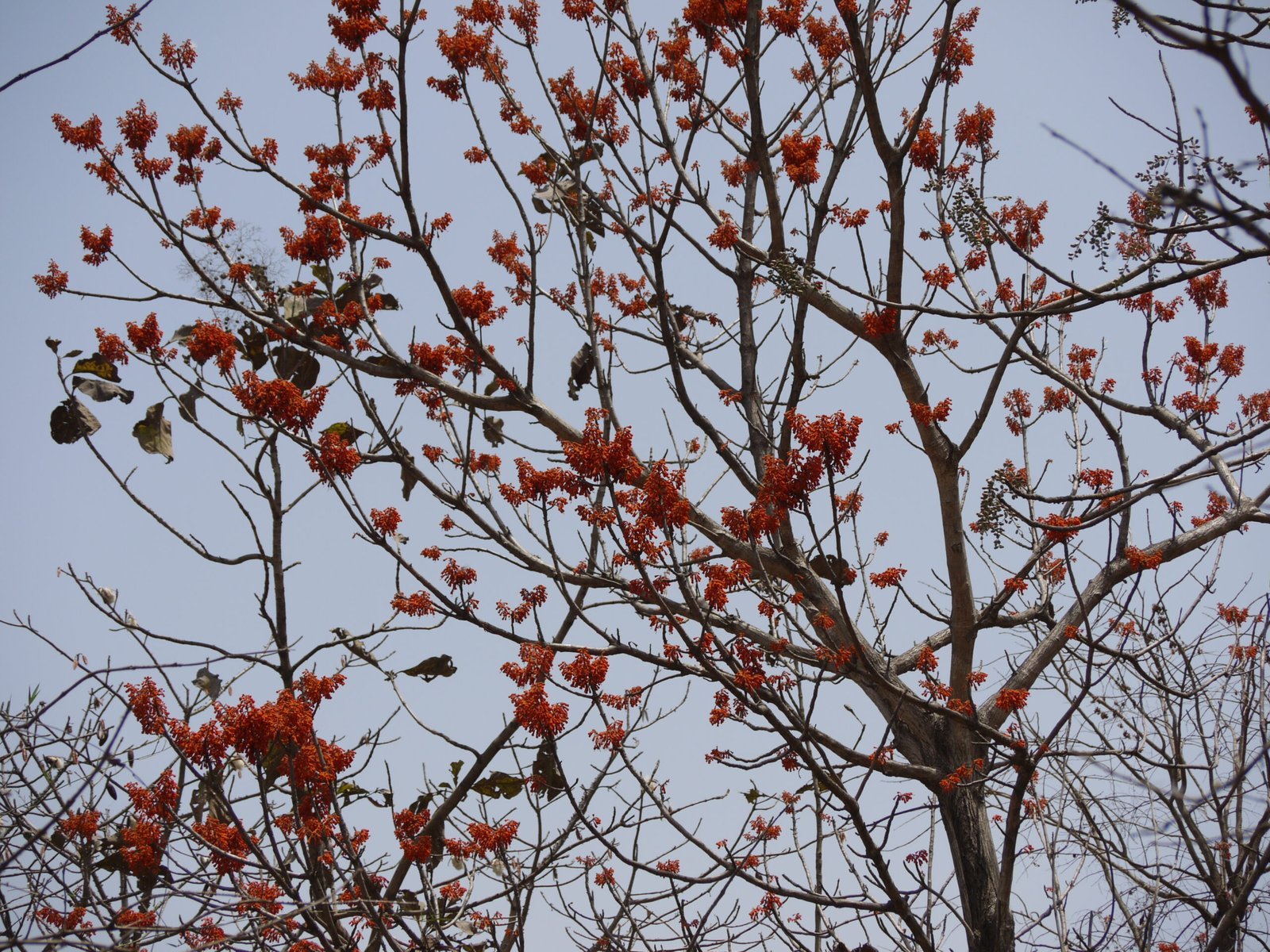 Firmiana_colorata_28452002016929-scaled-1.jpg Buy Firmiana colorata - Live Plant Online Shopping for Sale - Image 1