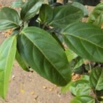 Buy Flacourtia montana, Mountain Sweet Thorn, અટ્ટક, 
Attak, Attak, Gajale Hennu, Sampige, Kakkade Hannu, Mara 
Nayibela, ಅಟ್ಟಕ, Attak, ಹೆಣ್ಣು 
ಸಮ್ಪಿಗೆ, Hennu Sampige, Chamfer, Champari, Chapar, 
Charalpazham, Kattuloika - Live Plant Online Shopping for Sale