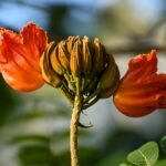 Buy Spathodea campanulata - Live Plant Online Shopping for Sale