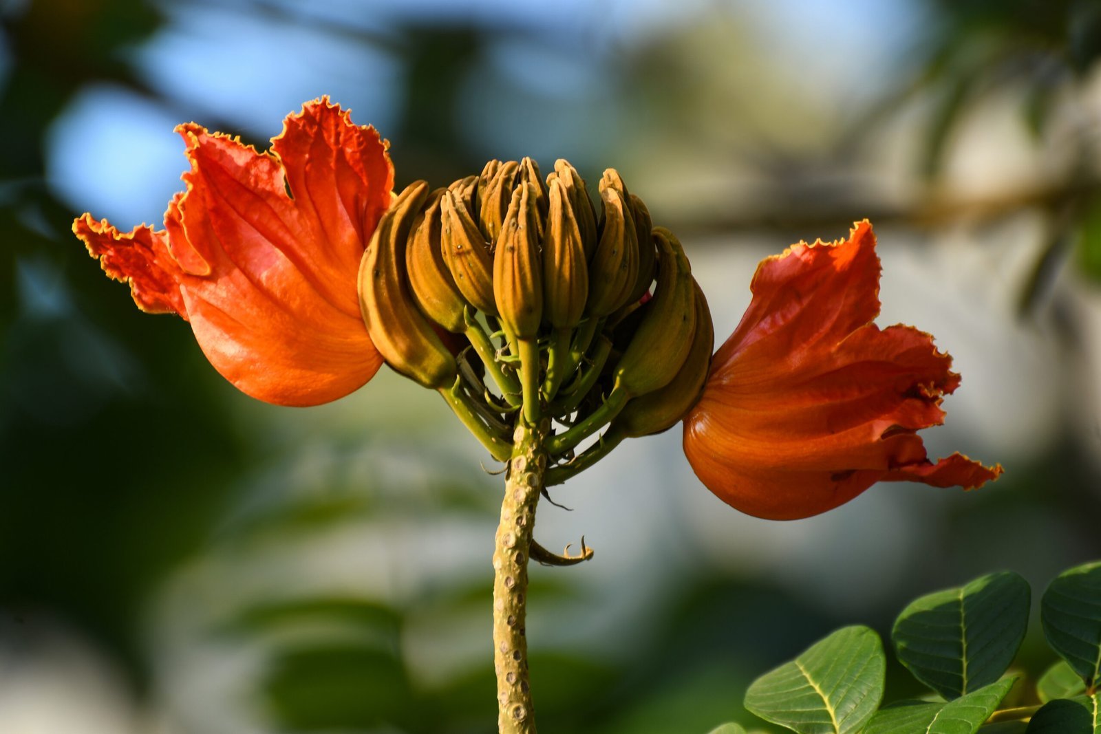 Flower_of_Spathodea_campanulata_at_Muzhappilangad_-scaled-1.jpg Buy Spathodea campanulata - Live Plant Online Shopping for Sale - Image 1