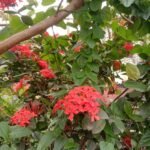 Buy Ixora chinensis - Live Plant Online Shopping for Sale