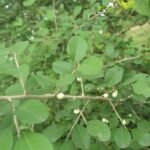 Buy Flueggea leucopyrus - Live Plant Online Shopping for Sale