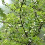 Buy Flueggea virosa - Live Plant Online Shopping for Sale