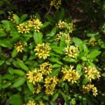 Buy Galpinia glabra - Live Plant Online Shopping for Sale