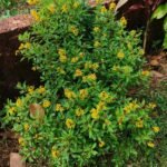 Buy Galphimia glauca - Live Plant Online Shopping for Sale