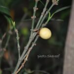 Buy Garcinia Wightii, Mysore gamboge, Sour mangosteen, 
Attukaruka, Kolivala, Pulimaranga, Bhaviyam, Dharambo, Jhrambi, 
Monthanpuli - Live plant online Shopping for sale