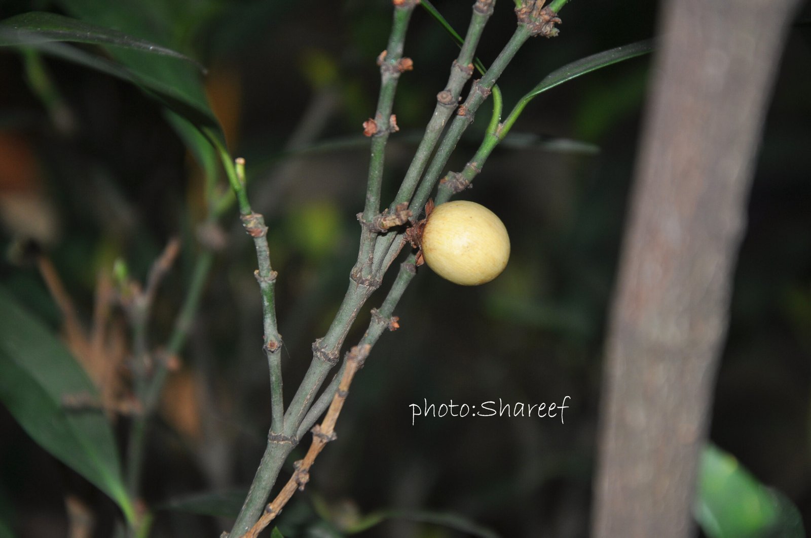 Garcinia-wightii-scaled-1.jpg Buy Garcinia Wightii, Mysore gamboge, Sour mangosteen,
Attukaruka, Kolivala, Pulimaranga, Bhaviyam, Dharambo, Jhrambi,
Monthanpuli - Live plant online Shopping for sale - Image 1